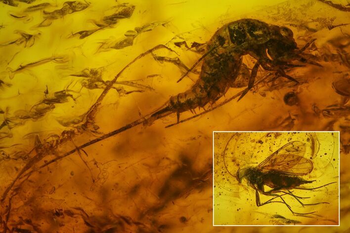 Fossil Bristletail (Archaeognatha) and Fly (Diptera) in Baltic Amber #183641